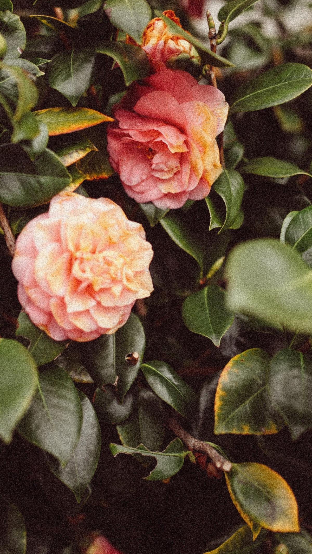 Two camellias in bloom among dark leaves, black set aside