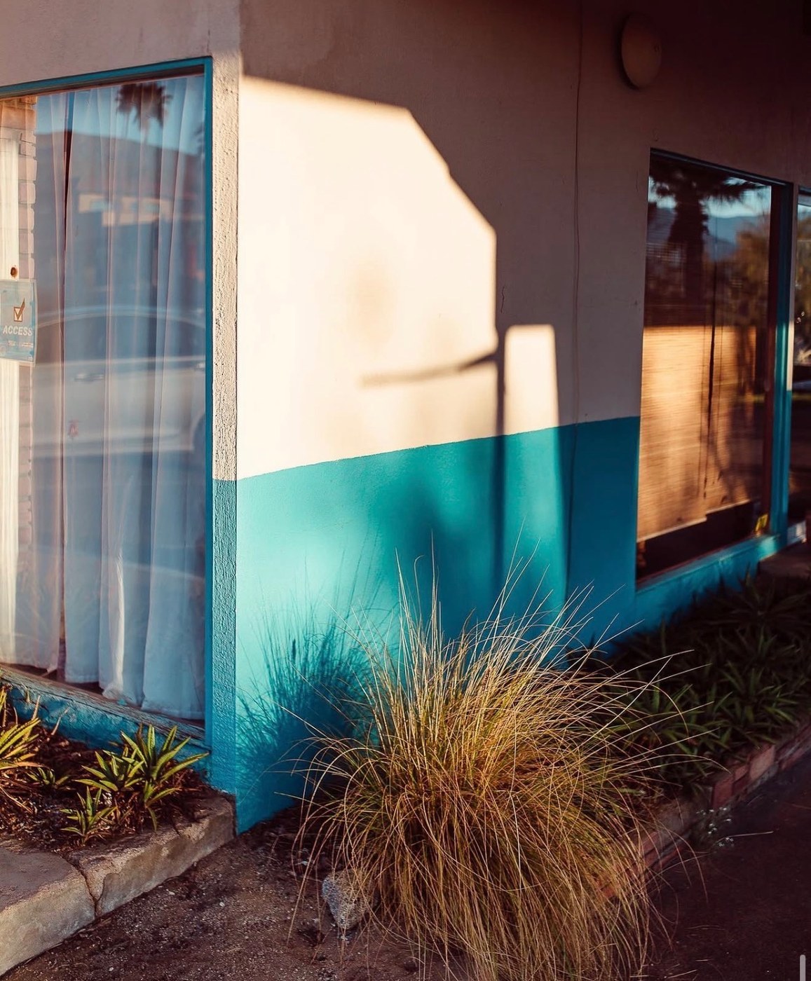 A turquoise and cream wall with grasses in late sun